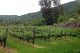 Columbia Gardens Vinyard 4