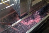 Fermenting Grapes