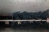 Grapes In Auger