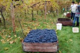 Grapes In Box