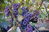 Grapes On Vine 2