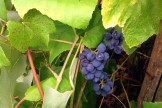 Grapes On Vine 3