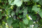 Green Grapes On Vine