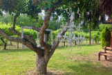 Winery Wedding 09